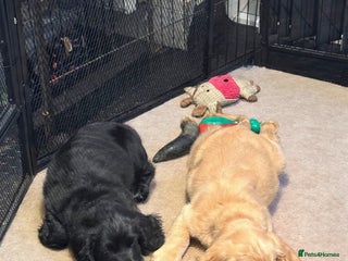 Mixed Breed dogs 🐾Adorable f2b cockapoos last two 🐾 - Advert 5