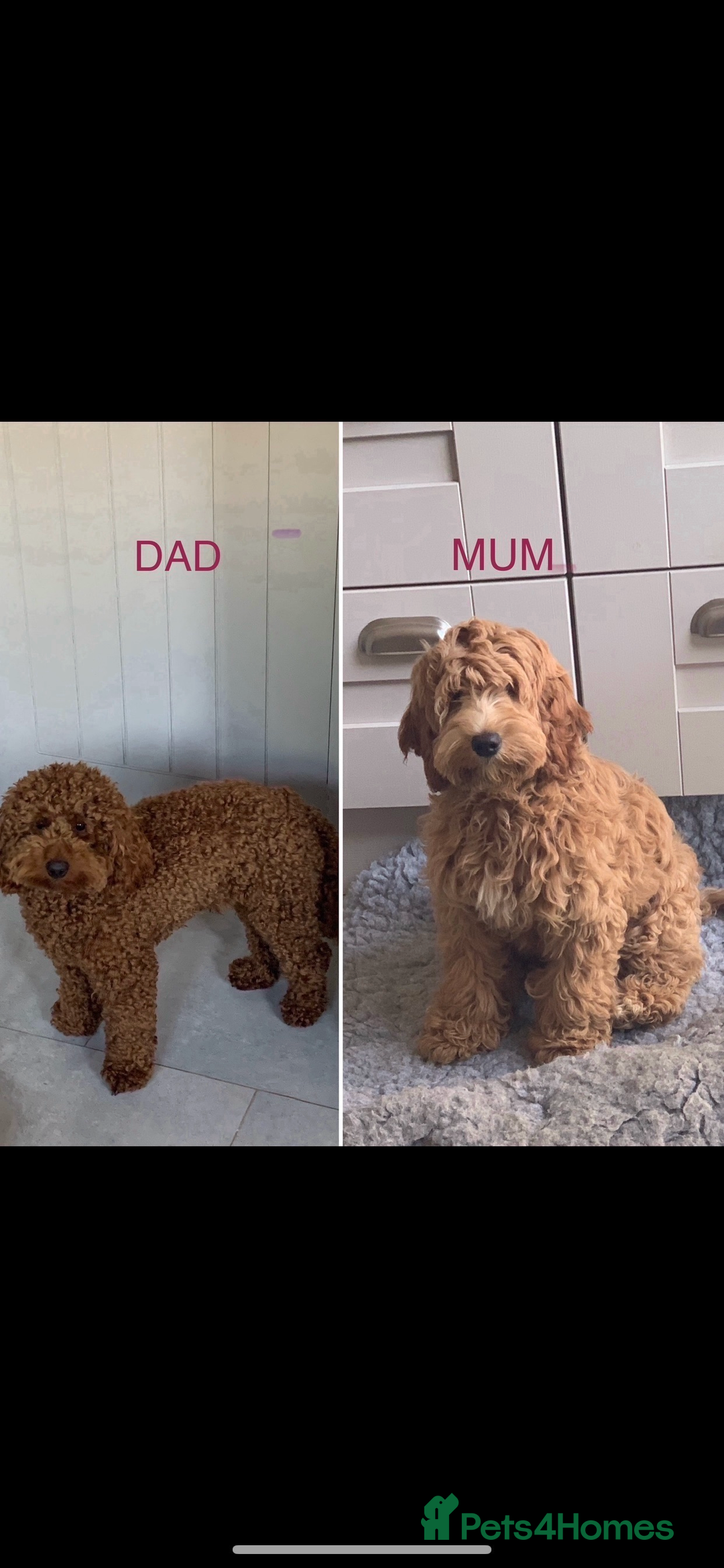 Australian Labradoodle dogs for sale: DNA Tested Miniature Labradoodle puppies  in Cottingham - Image 9