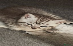 British Shorthair cats for sale: Adorable British Shorthair Kittens–Ready for Home! - Image 3
