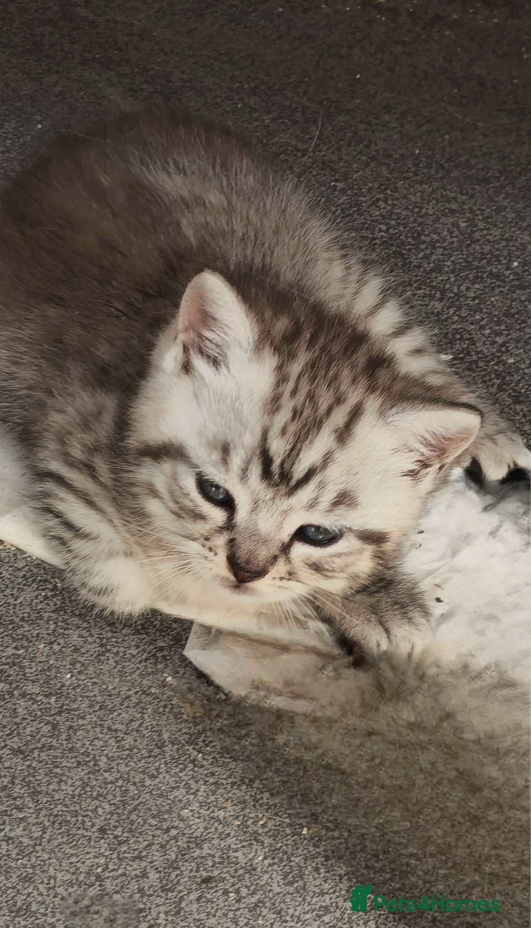British Shorthair cats for sale: Adorable British Shorthair Kittens–Ready for Home! - Image 3