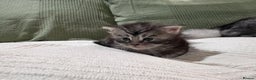 Maine Coon cats for sale: GCCF registered Maine coon kittens - Advert 7