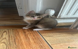 American Wirehair cats for sale: Cute Kitten Looking for a Loving Home 🥀🦋🐾 - Image 2
