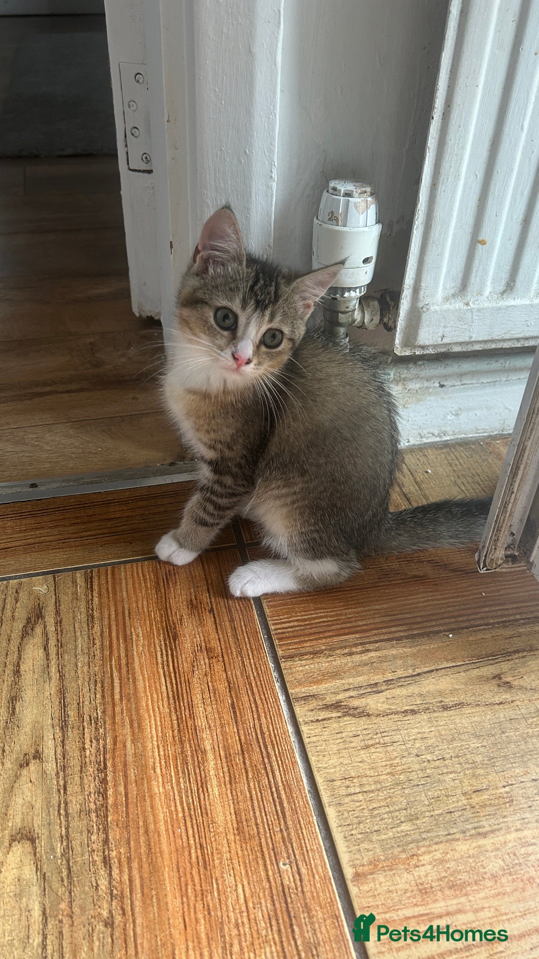 American Wirehair cats for sale: Cute Kitten Looking for a Loving Home 🥀🦋🐾 - Image 2