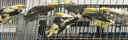 Mixed Breed birds for sale: Various Stunning Range Birds  - Advert 22
