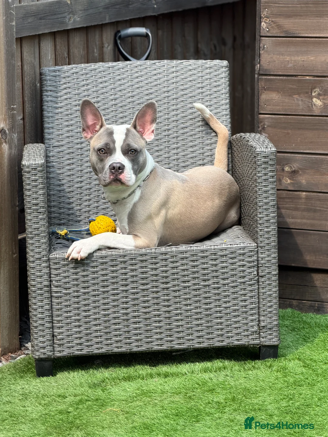 Mixed Breed dogs for adoption: Max Frenchbulldog x Staffy / Tripod dog  - Advert 2