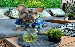 French Bulldog dogs for stud: French bulldog male for stud - Image 9