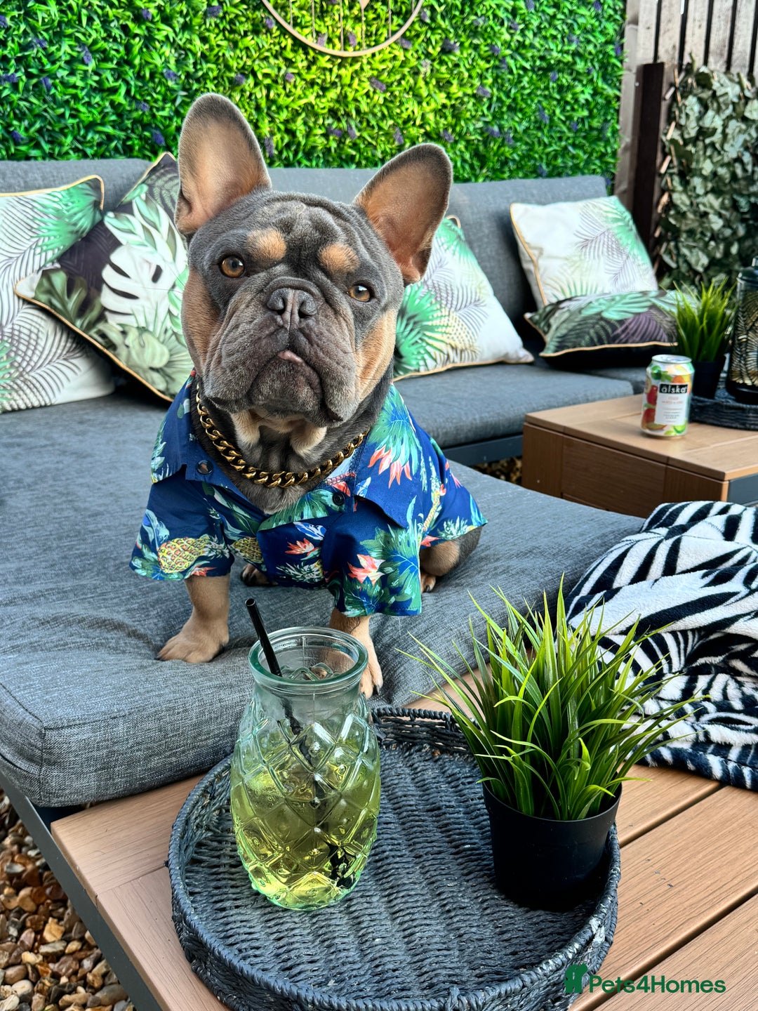 French Bulldog dogs for stud: French bulldog male for stud - Image 9