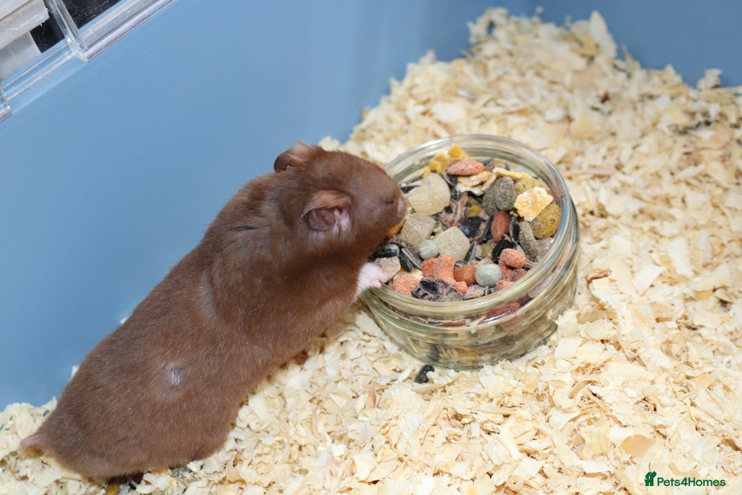 Hamster rodents for sale: Young Syrian Hamsters - Image 10