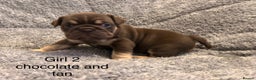 English Bulldog dogs for sale: QUALITY 5* ENGLISH BULLDOG PUPPIES - Advert 5