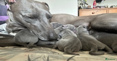 Whippet dogs in Bradford - Advert 9