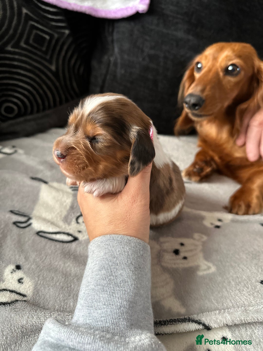 Miniature Dachshund dogs for sale: Miniature Dachounds  - Advert 18