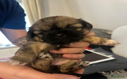 Shih Tzu dogs for sale: Beautiful Shih Zu Puppies  - Image 9