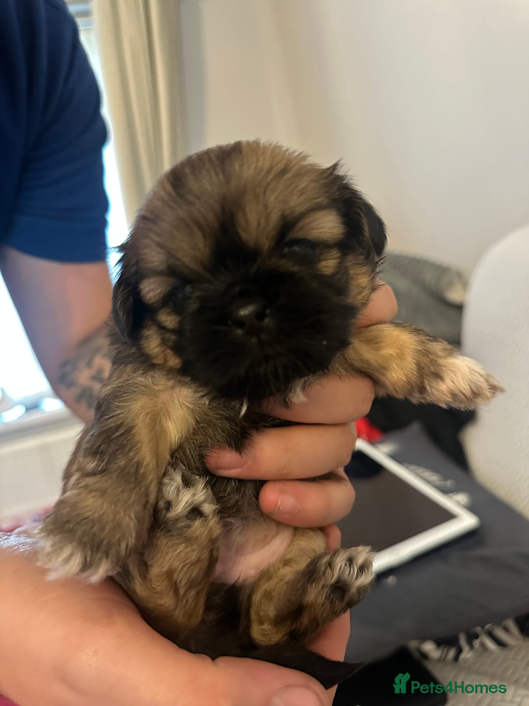 Shih Tzu dogs for sale: Beautiful Shih Zu Puppies  - Image 9