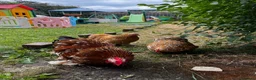Chickens poultry for sale: Pekin bantam Cockerel only  in Stanley - Advert 3