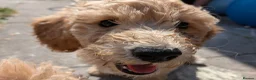 Poochon dogs for sale: F1 Poochon Puppies READY TO LEAVE *reduced* - Advert 14