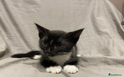 Mixed Breed cats for sale: Kittens for sale  - Image 13