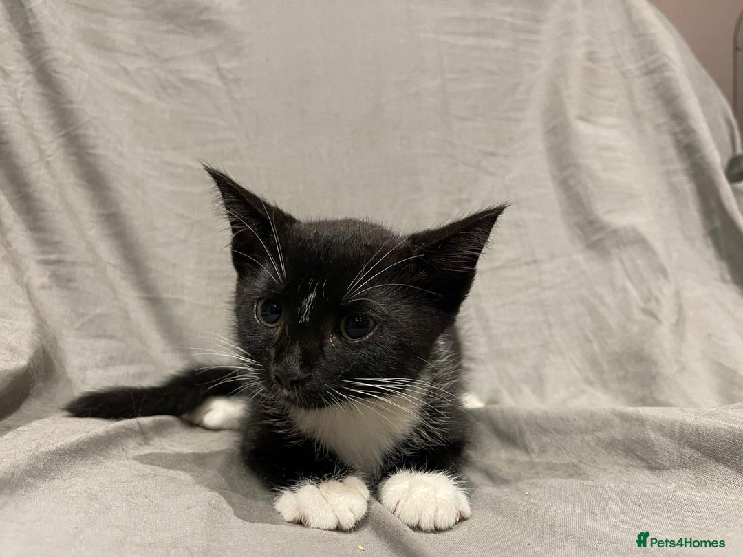 Mixed Breed cats for sale: Kittens for sale  - Image 13