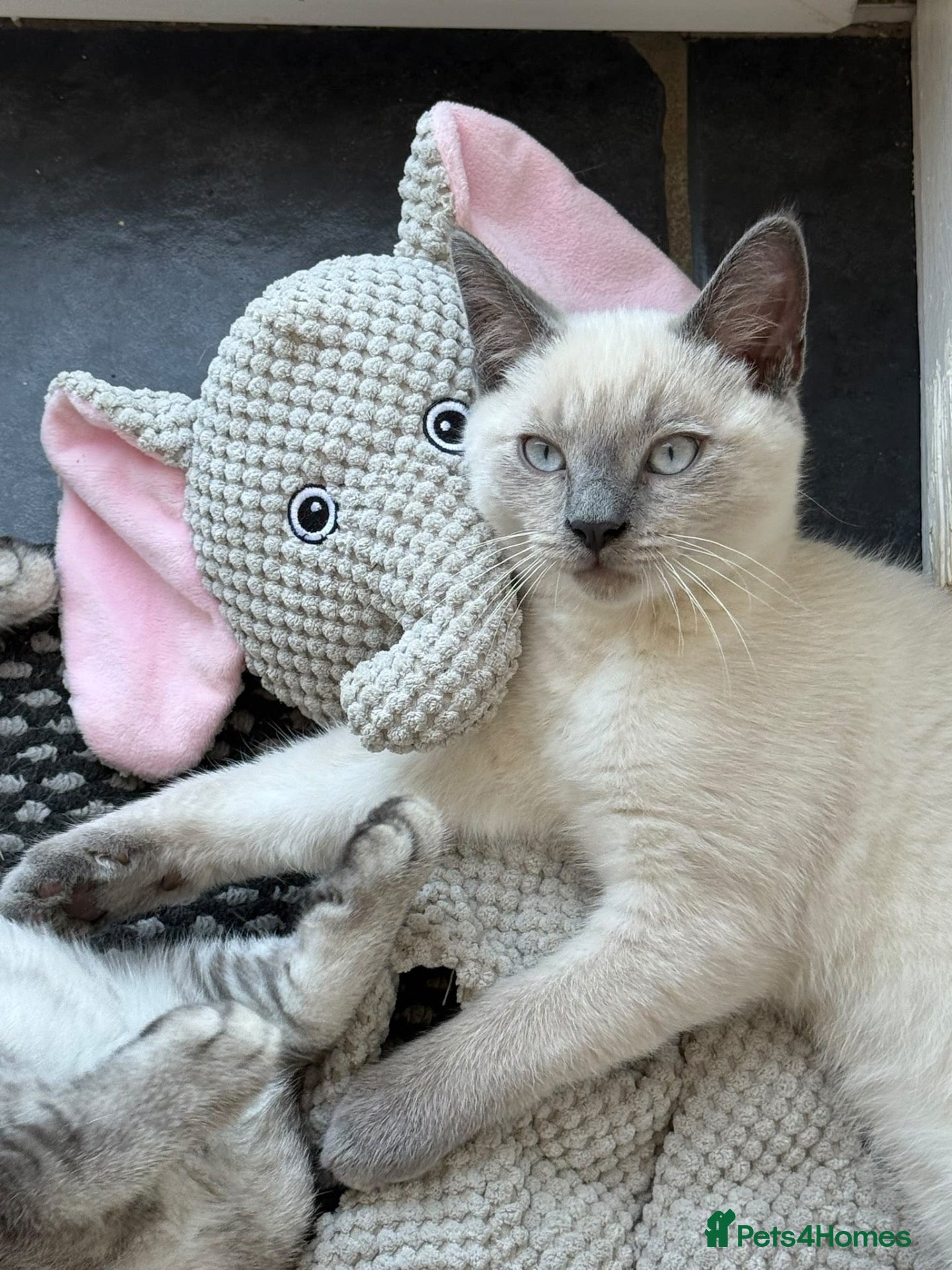Siamese cats for sale: Male Siamese Cross Maine coon?  - Advert 11