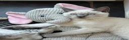 Siamese cats for sale: Male Siamese Cross Maine coon?  - Advert 1