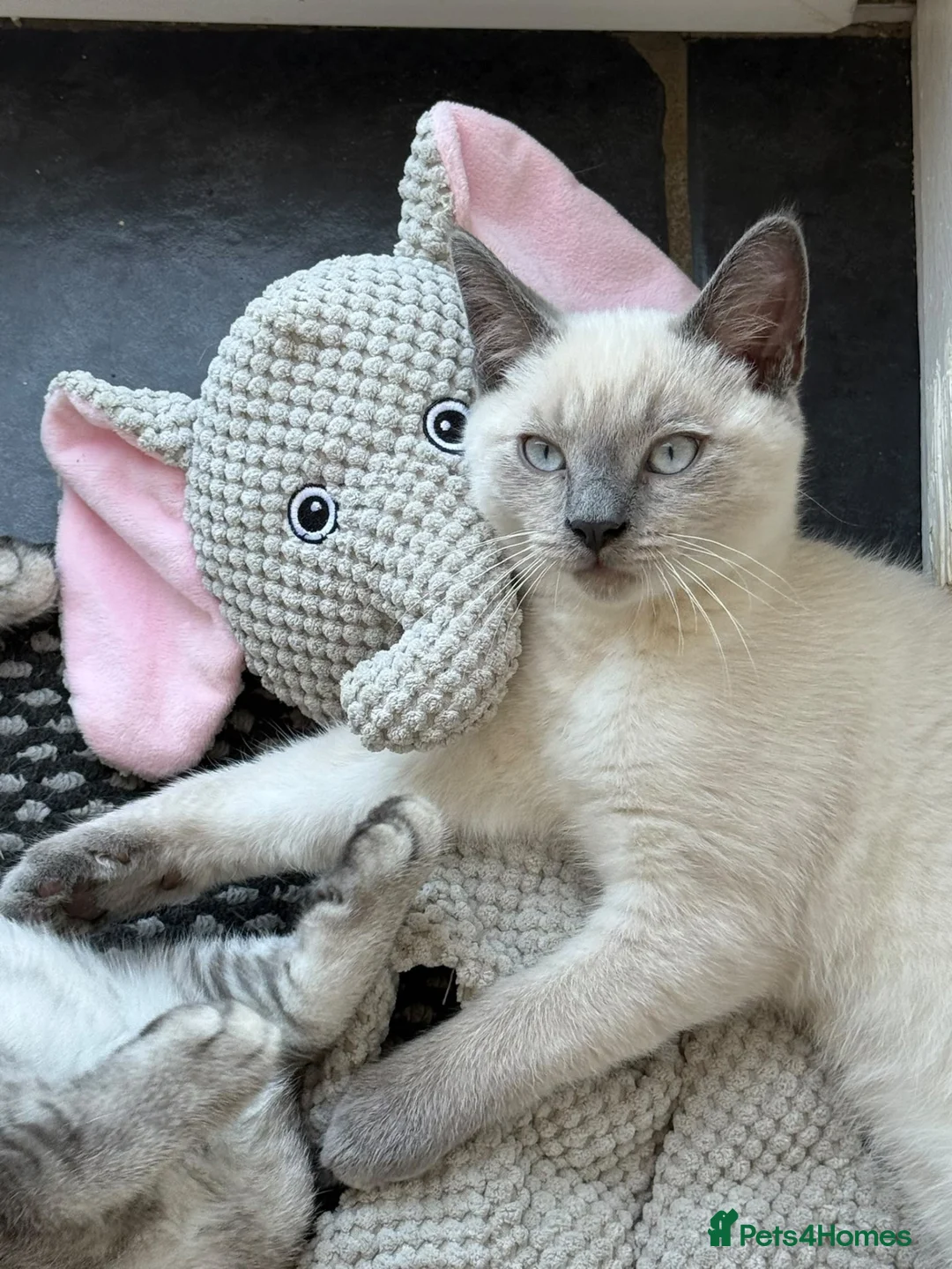 Siamese cats for sale: Male Siamese Cross Maine coon?  - Advert 1