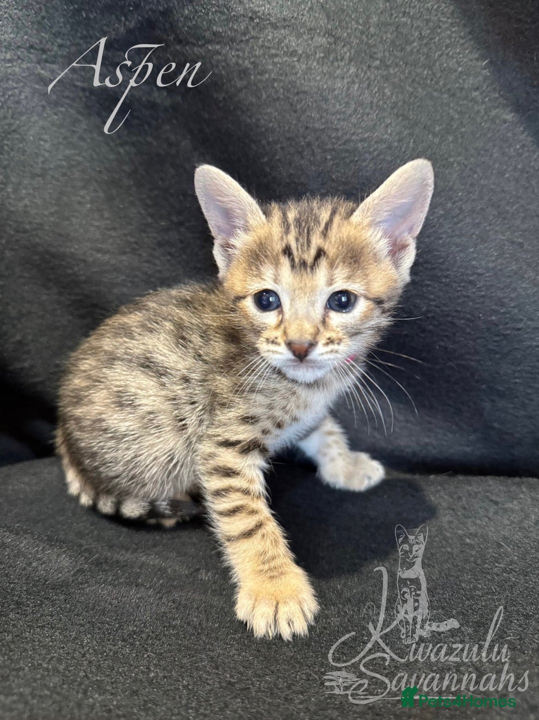 Savannah cats for sale: Exceptional Quality Tica Registr. Savannah Kittens - Image 4