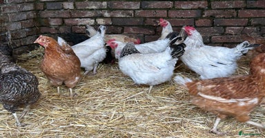 Chickens poultry - Advert 5