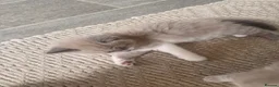 Mixed Breed cats for sale: Ragdoll Cross Ready now - Advert 6
