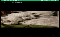 Bichon Frise dogs for stud: KC REGISTERED PROVEN STUD BEST BY FAR OVER 200 pu in Harlow - Image 12