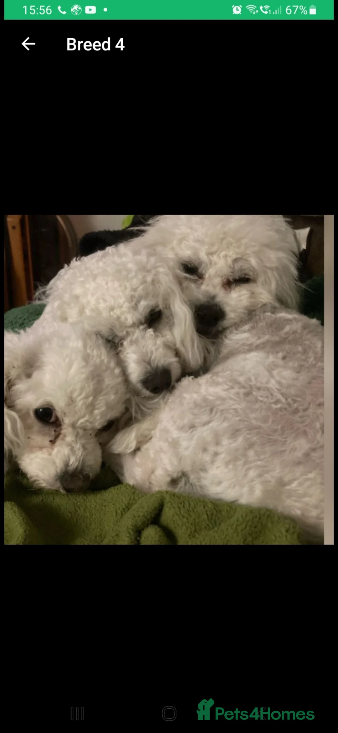 Bichon Frise dogs for stud: KC REGISTERED PROVEN STUD BEST BY FAR OVER 200 pu in Harlow - Advert 12