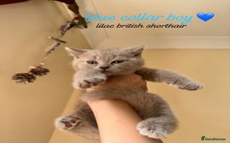 British Shorthair cats for sale: Lilac & Blue British Shorthairs! - Image 2