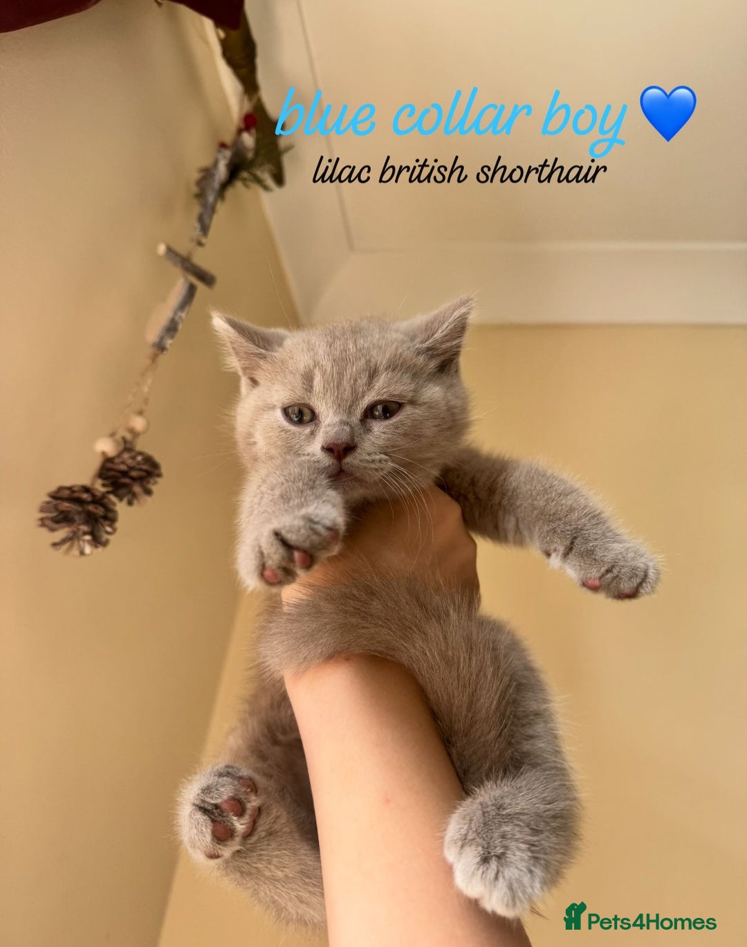 British Shorthair cats for sale: Lilac & Blue British Shorthairs! - Image 2