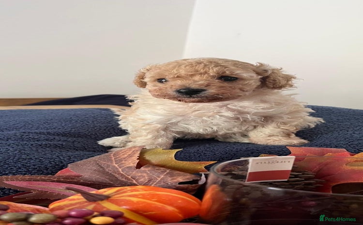 Cavapoo dogs - Advert 2
