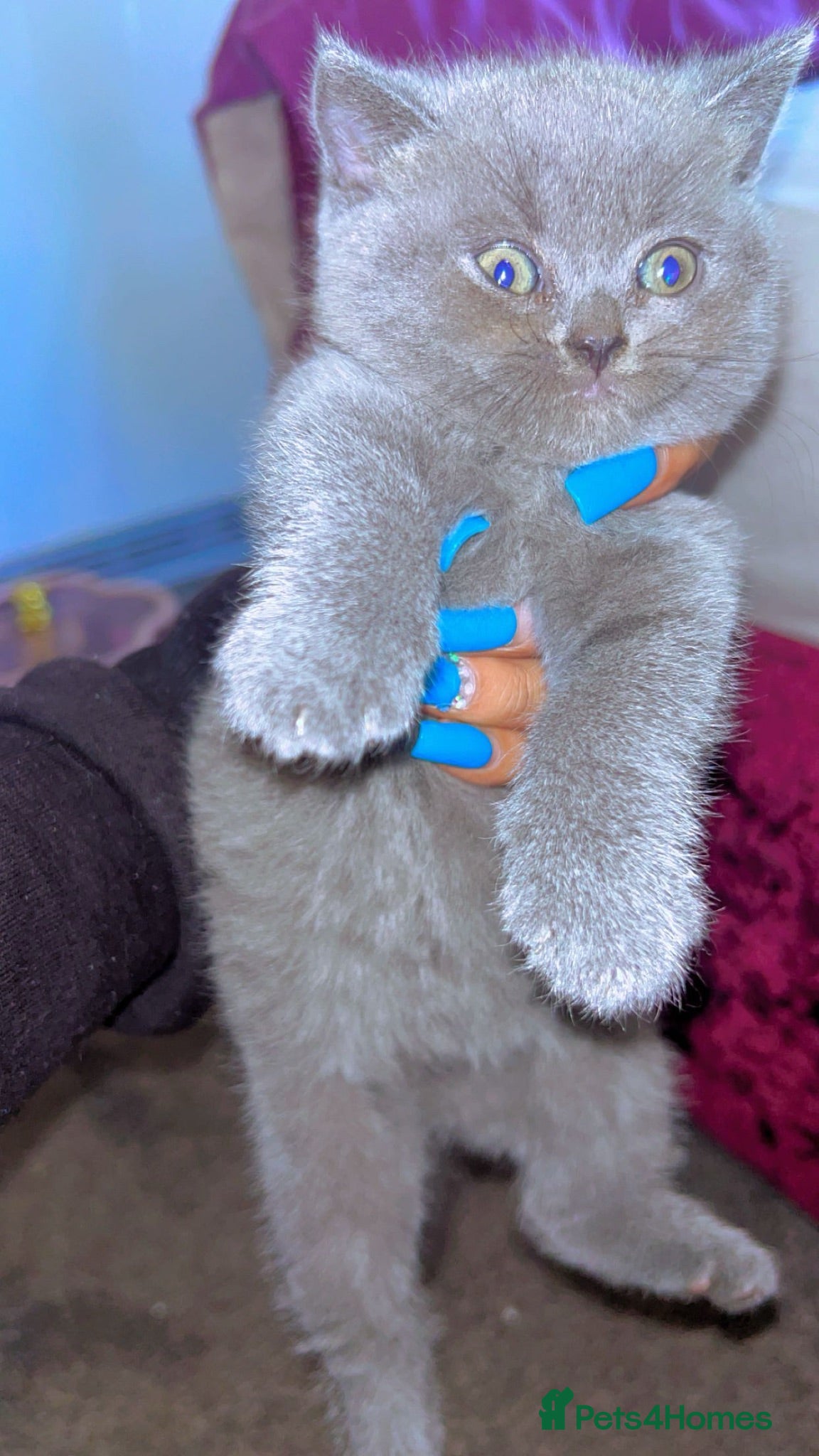 British Shorthair cats Full BHS kittens  - Advert 1