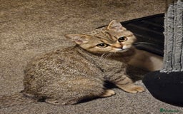 Scottish Fold cats for sale: Full pedigree Scottish Fold kitt(ready to go now)  - Image 19