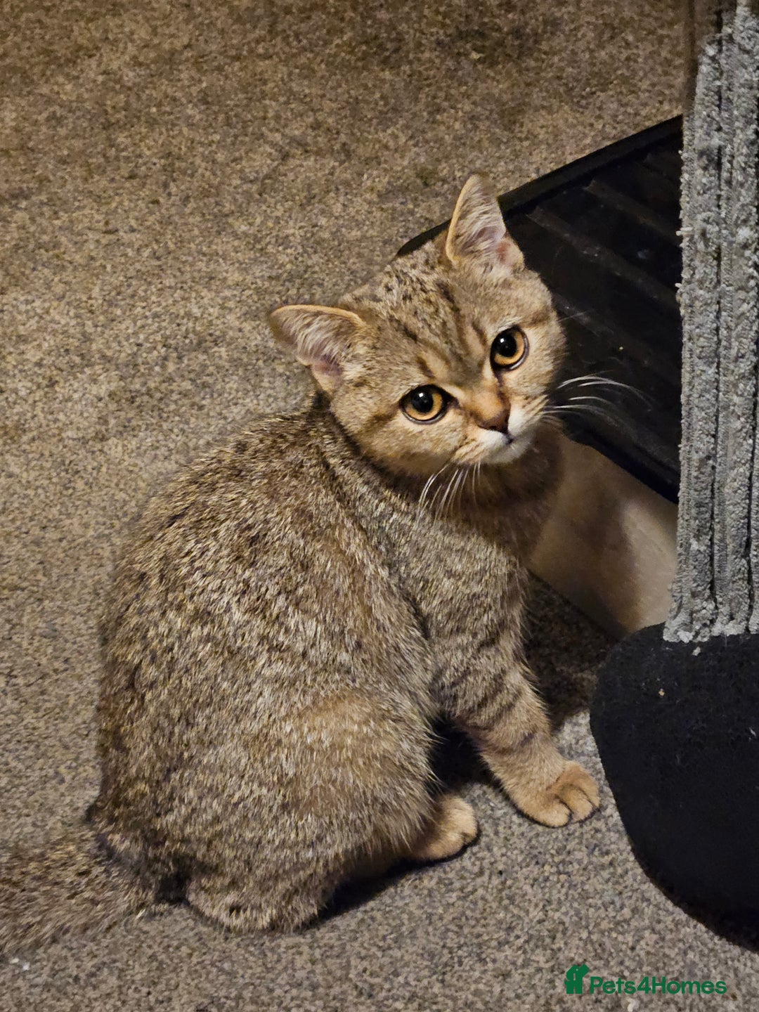 Scottish Fold cats for sale: Full pedigree Scottish Fold kitt(ready to go now)  - Image 19