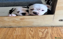 Olde English Bulldogge dogs for sale: Last 2 baby girls left  - Image 11