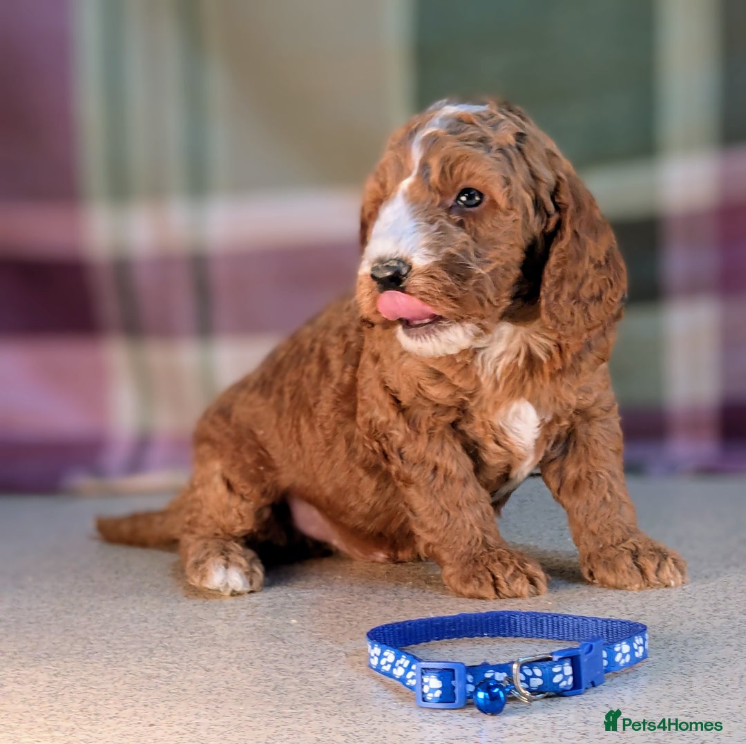 Cockapoo dogs for sale: F1B Cockapoo Puppies Ready for Their Forever Home. - Image 2