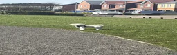 Miniature Poodle dogs for sale: 2.5 year old Boy Miniature Poodle in Cramlington - Advert 2