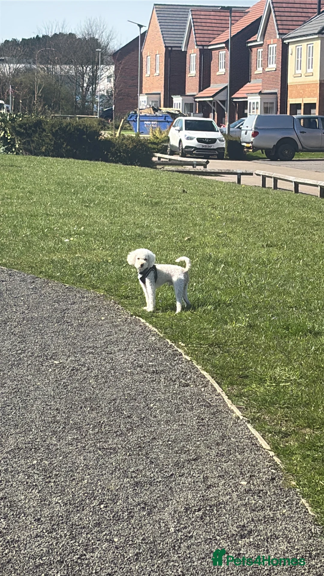 Miniature Poodle dogs for sale: 2.5 year old Boy Miniature Poodle in Cramlington - Advert 2