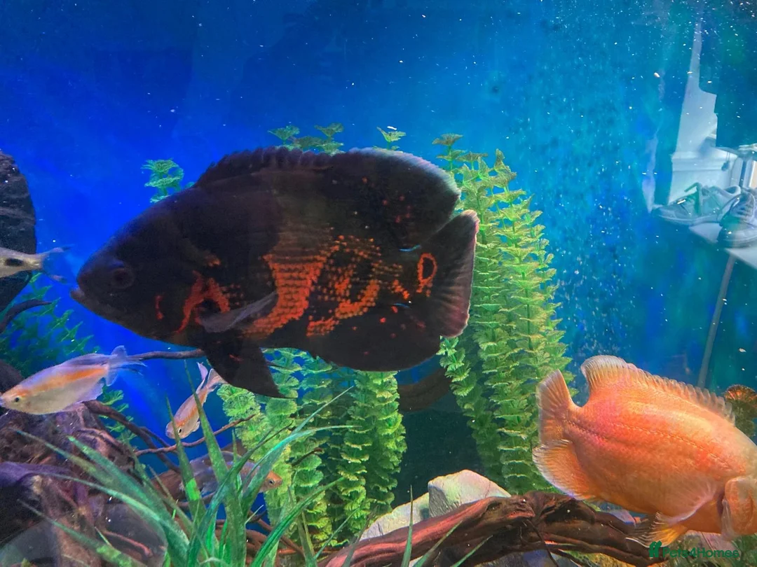 Cichlids fish for sale: Oscar fish in Kettering - Advert 2