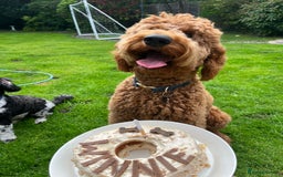 Goldendoodle dogs for sale: Dark red multigenerational standard Goldendoodle - Image 8