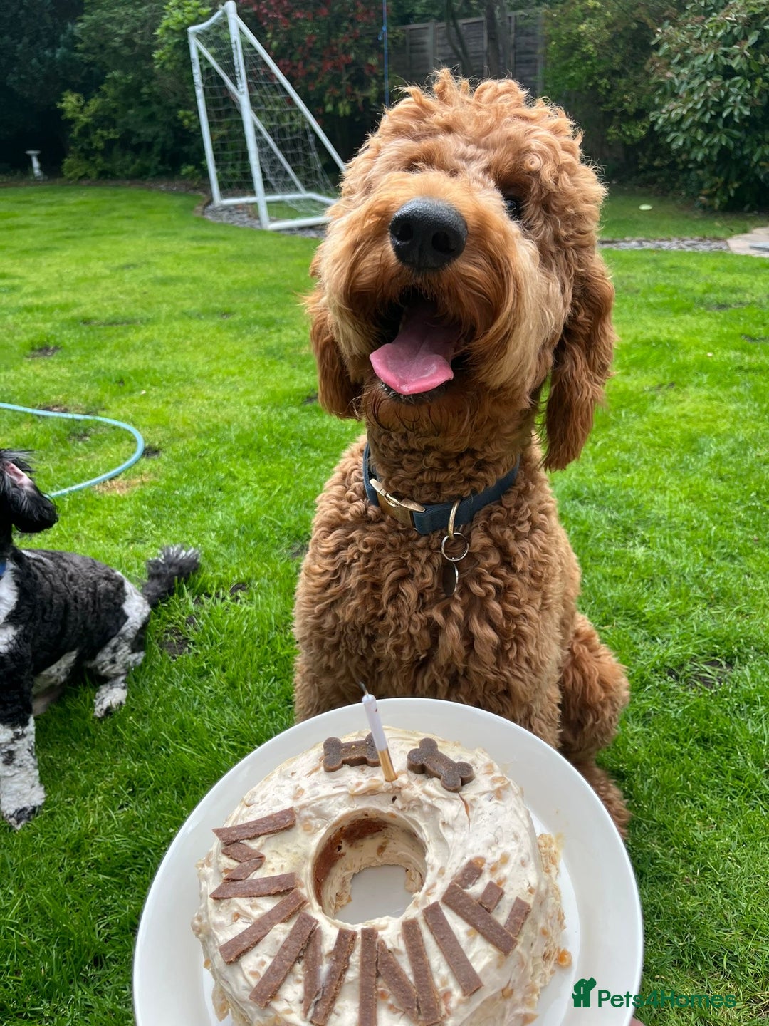 Goldendoodle dogs for sale: Dark red multigenerational standard Goldendoodle - Image 8