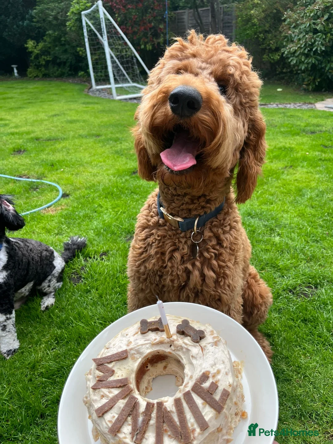 Goldendoodle dogs for sale: Dark red multigenerational standard Goldendoodle - Advert 3