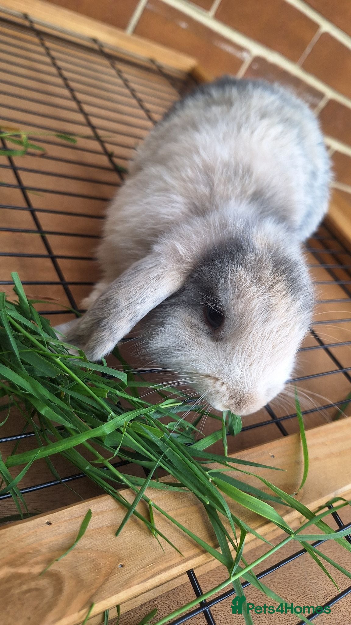 Mini Lop rabbits Beautiful mini lops - Advert 1