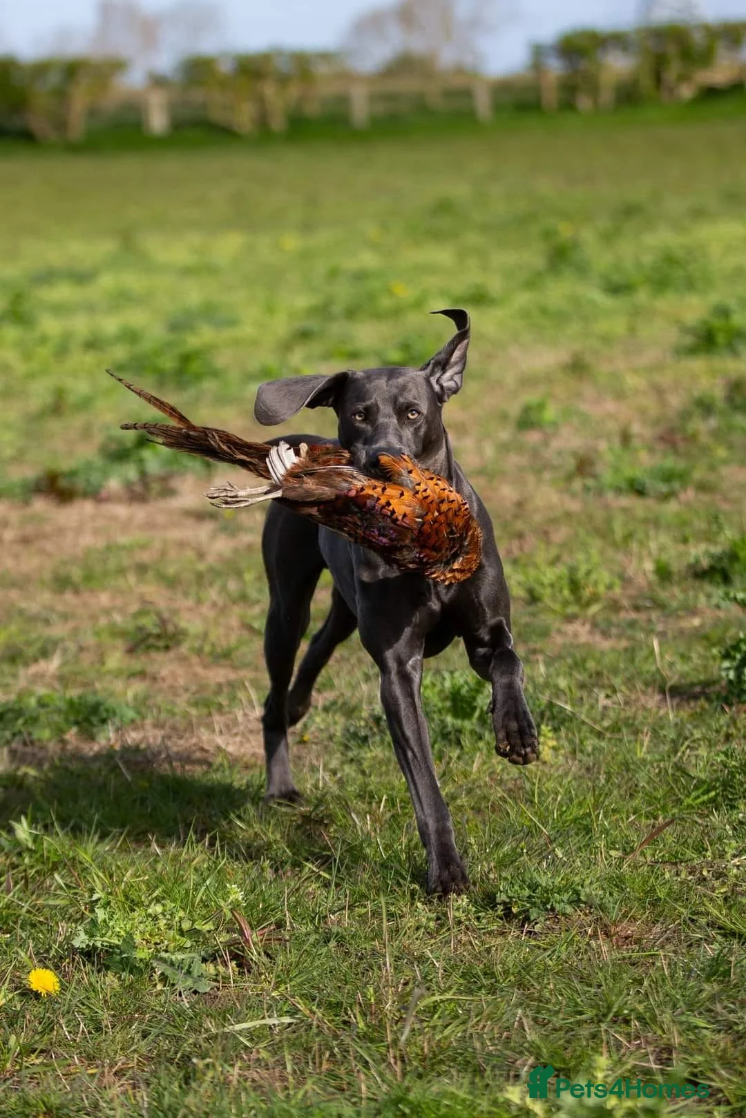 Weimaraner dogs for stud: Blue Weimaraner for Stud - Advert 2