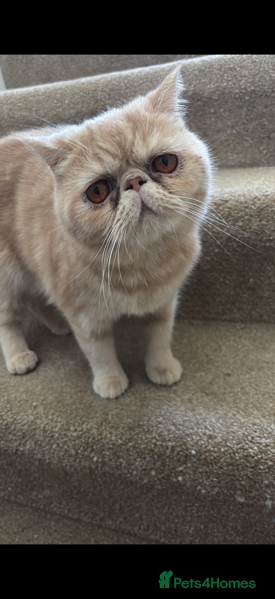 Persian cats Exotic short haired Persian  - Advert 5