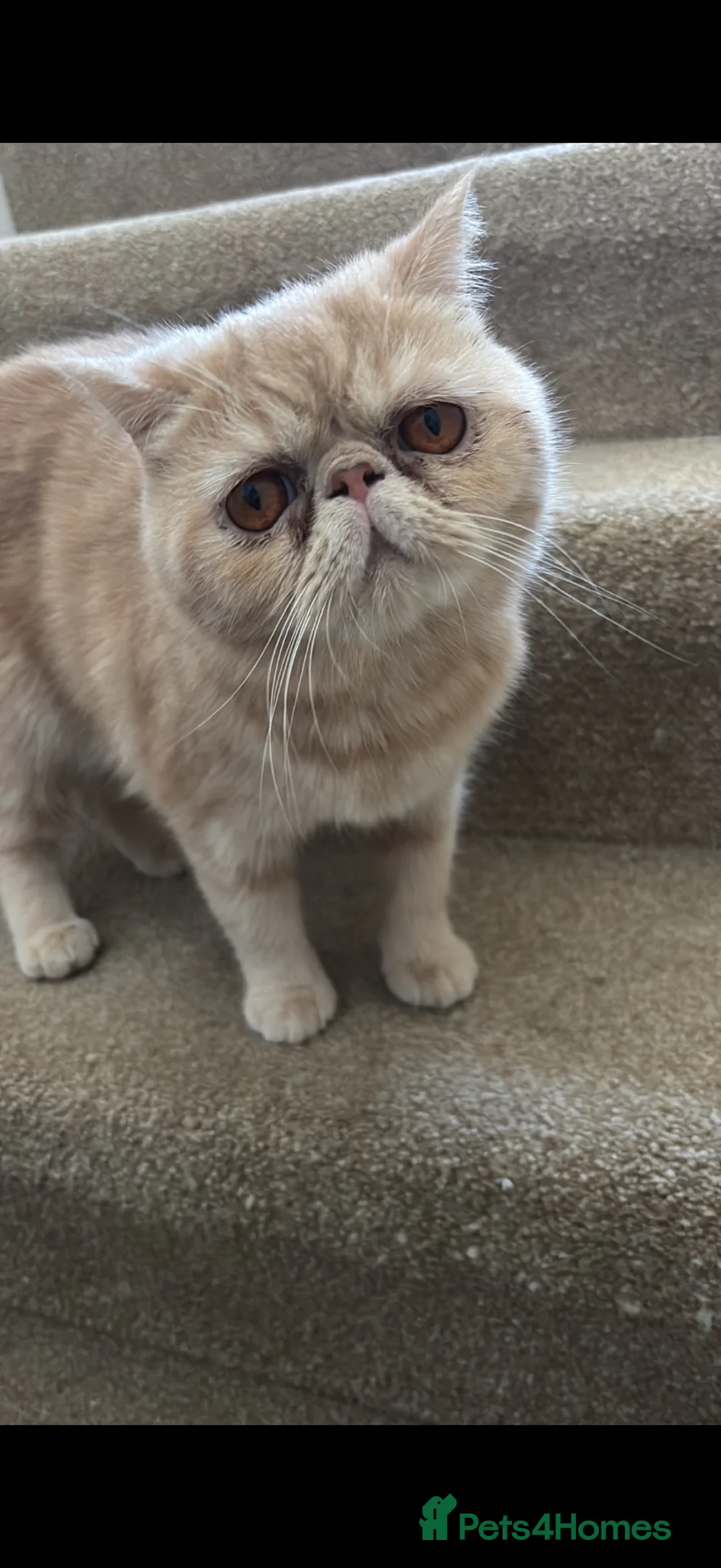Persian cats for sale: Exotic short haired Persian  - Advert 1