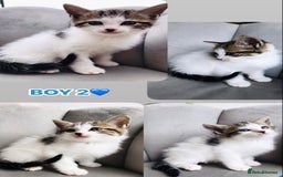 Mixed Breed cats for sale: Beautiful ragdoll cross kittens  - Image 4