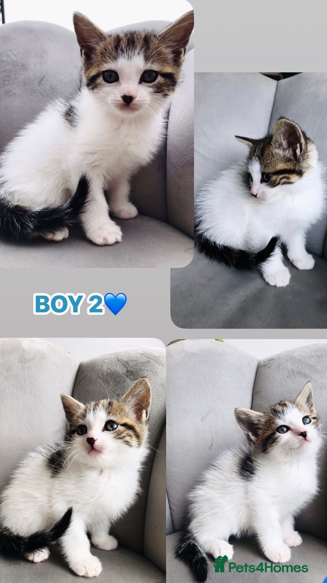 Mixed Breed cats for sale: Beautiful ragdoll cross kittens  - Image 4