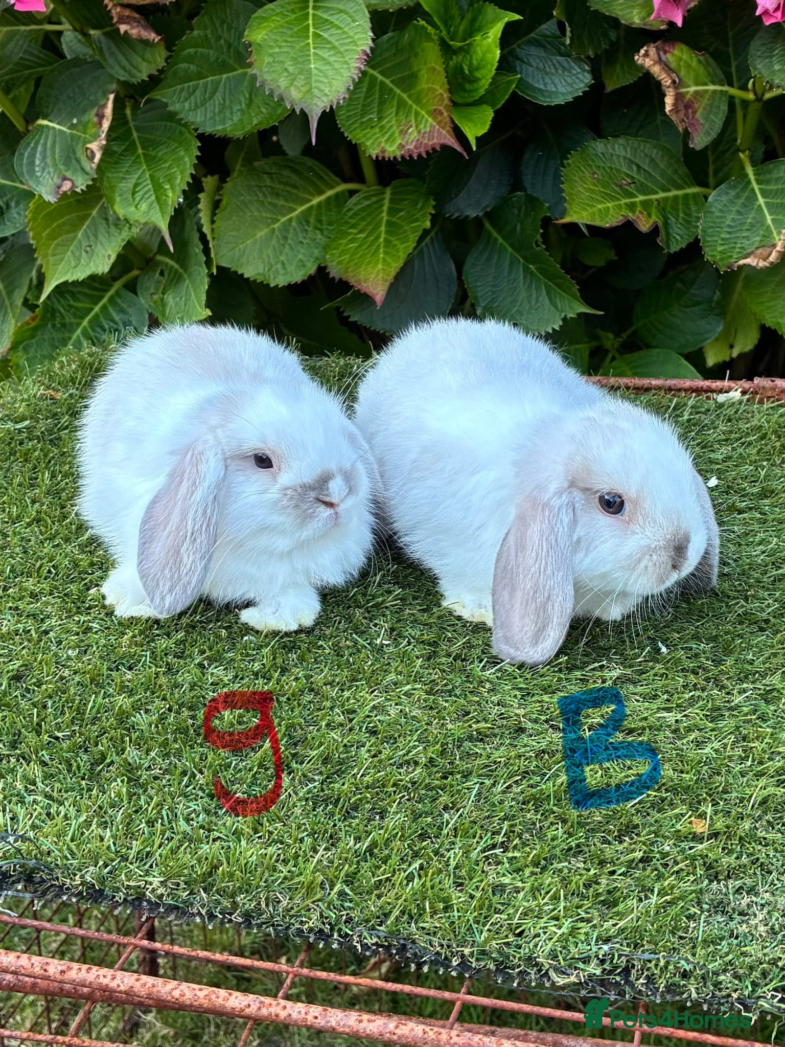 Mini Lop rabbits Pure bred mini lops .1 boy 1 girl available. - Advert 1